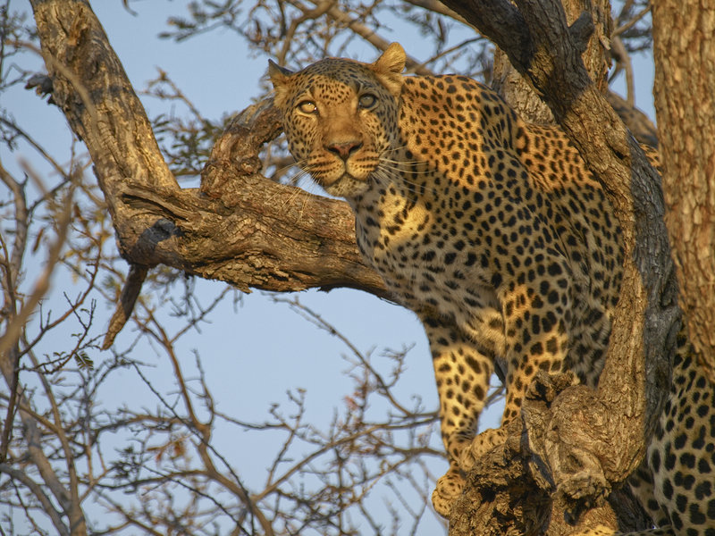 Amani Lodge, Leopard